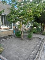 Tuinman aangeboden, Nieuw, Ophalen of Verzenden, 10 m² of meer, Beton