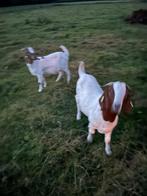Te koop 2 boergeiten, Dieren en Toebehoren, Schapen, Geiten en Varkens, Vrouwelijk, Geit