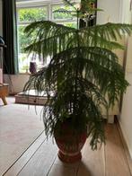 Kamerden, 120 cm hoog, Huis en Inrichting, Kamerplanten, Ophalen, 100 tot 150 cm, Overige soorten, Halfschaduw