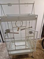 Ara kooi papagaaien kooi, Ophalen