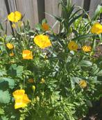 Vers geoogste zaden van WELSH POPPY, Ophalen, Gehele jaar, Volle zon, Zaad