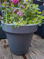 Vaste planten balkon of terras, Minder dan 30 cm, Balkon, Minder dan 60 cm, Rond