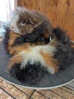 Lieve en knappe Cavia Alpaca beertjes, Dieren en Toebehoren, Knaagdieren, Mannelijk, Cavia, Tam