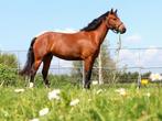 ✨️2 lieve Freiberger merries te koop✨️ – 3 en 7 jaar oud, Dieren en Toebehoren, Paarden, Merrie, Minder dan 160 cm, Gechipt