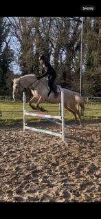 BIJRIJD/VERZORGPONY/PAARD GEZOCHT, Ophalen of Verzenden, Nieuw, Dressuur