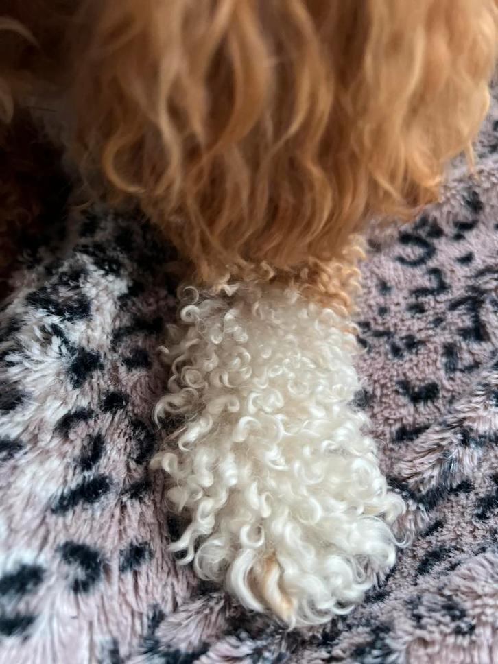 Vachtspray antiklit&schoon     1-€12,99 2-€20,00, Dieren en Toebehoren, Honden-accessoires, Nieuw, Ophalen of Verzenden