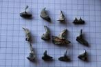 enchodussen kaakdeeltjes Boven-Krijt, Verzamelen, Mineralen en Fossielen, Ophalen of Verzenden, Fossiel
