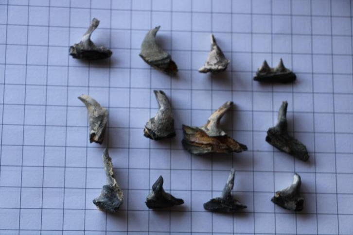 enchodussen kaakdeeltjes Boven-Krijt, Verzamelen, Mineralen en Fossielen, Fossiel, Ophalen of Verzenden