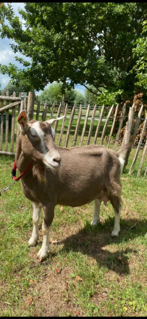 Diverse geiten/bokken aangeboden, Dieren en Toebehoren, Schapen, Geiten en Varkens, Geit, Meerdere dieren