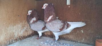 Te koop sierduiven Oudhollands kapucijnen duiven  beschikbaar voor biedingen