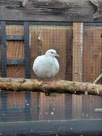 TORTELDUIFJES/ LACHDUIFJES 6 STUKS, Meerdere dieren, Overige soorten