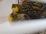 T T KweekKoppels Lizard kanaries, Dieren en Toebehoren, Meerdere dieren, Kleurkanarie