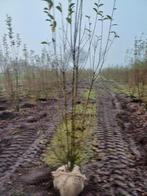 Liguster, Volle zon, Vaste plant, Zomer, Ophalen