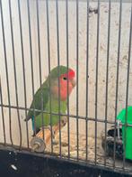 Vrouwelijke agapornis, Vrouwelijk, Dwergpapegaai of Agapornis