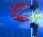 Betta aquarium vis, Dieren en Toebehoren