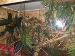 Terrarium ZGAN, Amfibie, 0 tot 2 jaar