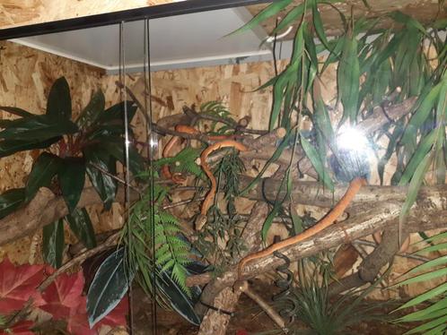 Terrarium ZGAN, Dieren en Toebehoren, Reptielen en Amfibieën, Amfibie, 0 tot 2 jaar