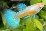 ***Albino Blue Singa Blue Tail guppen***, Vis, Zoetwatervis, Schoolvis