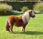 Merrie, schofthoogte 80 cm, supermakkelijk, geboren in 2019, Dieren en Toebehoren, Pony's, Merrie, Niet van toepassing, Gechipt