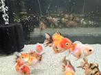 Jonge short tail oranda, Dieren en Toebehoren, Vis