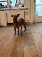 Australian Shepherd X herder pups mogen verhuizen, Dieren en Toebehoren, Overige rassen, CDV (hondenziekte), 8 tot 15 weken, Meerdere dieren