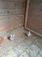 4 mooie figurita s, Dieren en Toebehoren, Vogels | Duiven, Meerdere dieren