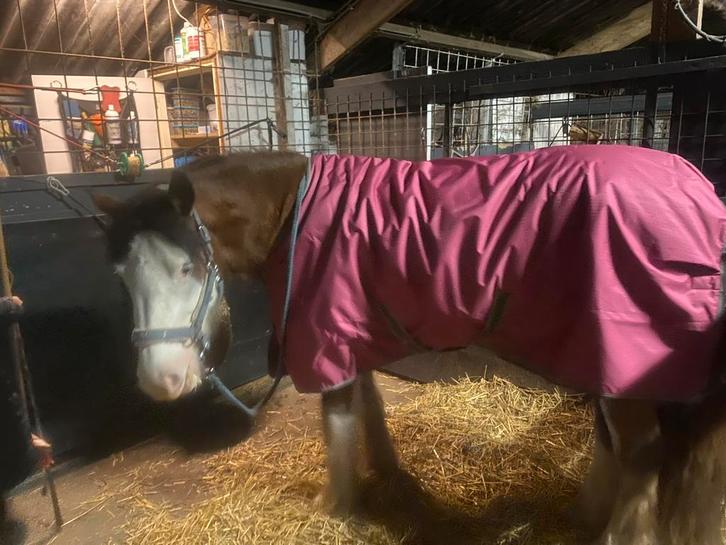 BUCAS FREEDOM TURNOUT RASPBERRY 150 gram 140/190 (6,3), Dieren en Toebehoren, Paarden en Pony's | Dekens en Dekjes, Nieuw, Deken