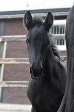 ** SUPER KNAP EN HEEL LIEF KRUISING FRIES VEULEN**, Dieren en Toebehoren, Pony's, Hengst, Ontwormd, 0 tot 2 jaar