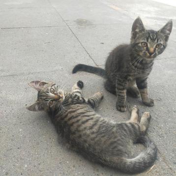Prachtige Europese korthaar kittens 2 broers mogen verhuizen beschikbaar voor biedingen
