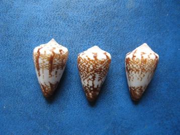 Schelpen: Conus delanoyae Trovao f++/gem 20-25mm beschikbaar voor biedingen