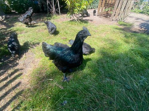 Ayam Cemani hennen/hanen!, Dieren en Toebehoren, Pluimvee, Kip, Meerdere dieren