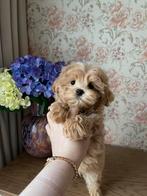 Exclusieve Maltipoo F1 pups (Maltezer/Asian Toy Poedel), Dieren en Toebehoren, Honden | Chihuahua's en Gezelschapshonden, Particulier