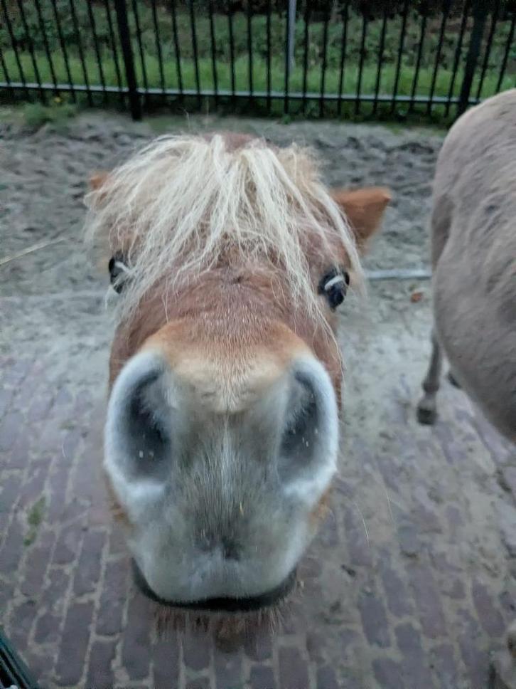 Vrijwilligers gezocht voor kinderboerderij, Vacatures, Goede doelen en Vrijwilligerswerk, Overige niveaus, Starter, Overige vormen