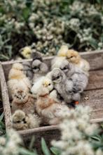 Usa zijdehoen kuikentjes. Cloaca gesekst en ingeent!, Dieren en Toebehoren, Pluimvee, Vrouwelijk, Kip