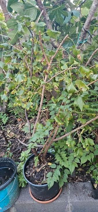 Ribes Nigrum 'Big Ben' grote bes. Moederplant . beschikbaar voor biedingen