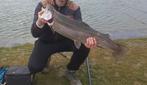 Verse Forel & Zalmforel, Ophalen