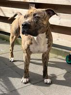 Amerikaanse stafford met stamboom, Dieren en Toebehoren, Honden | Jack Russells en Terriërs, American Staffordshire Terriër, Eén hond