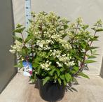 Pluimhortensia, Hydrangea Paniculata Wims Red (wit/ roze), Volle zon, Vaste plant, Zomer, Ophalen