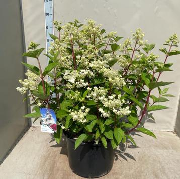 Pluimhortensia, Hydrangea Paniculata Wims Red (wit/ roze) beschikbaar voor biedingen