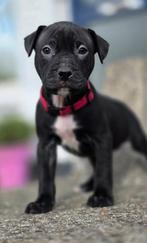 Amerikaanse pitbull terriers pups, Dieren en Toebehoren, CDV (hondenziekte), 8 tot 15 weken, Meerdere, Meerdere dieren