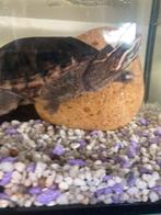 Muskus schildpad (+alle benodigdheden), Ophalen, Zo goed als nieuw, Leeg aquarium