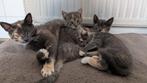 Deze lieve zusjes zoeken samen een lief gezin, Poes