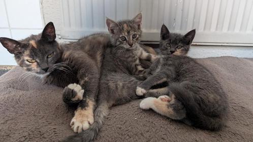 Deze lieve zusjes zoeken samen een lief gezin, Dieren en Toebehoren, Katten en Kittens | Overige Katten, Poes