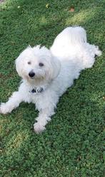 Maltezer, België, Maltezer, Fokker | Hobbymatig, Reu