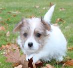 ruwhaar jack russel pup met stamboom, Nederland, Jack Russell Terriër, Reu, 8 tot 15 weken
