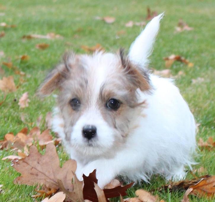 ruwhaar jack russel pup met stamboom, Dieren en Toebehoren, Honden | Jack Russells en Terriërs, Reu, Jack Russell Terriër, Fokker | Professioneel
