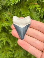 Megalodon haaientand 5.9 centimeter, Verzamelen, Mineralen en Fossielen, Ophalen of Verzenden, Fossiel