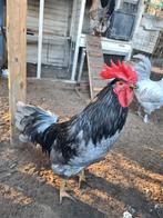 Silverudd Bla haan, geboren aug 2025, Dieren en Toebehoren, Mannelijk, Kip