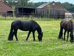 Friese stamboek merrie 4 jaar, Dieren en Toebehoren, Paarden, Merrie, Gechipt, Niet van toepassing, 3 tot 6 jaar