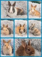 Schattige dwerg konijntjes mogen het nestje verlaten, Dieren en Toebehoren, Konijnen, Meerdere dieren, Dwerg, 0 tot 2 jaar